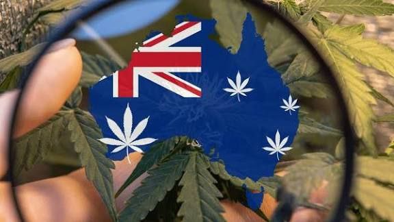 aussiegeneralweeddelivery