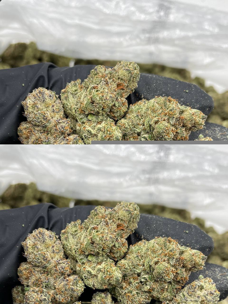 Frozen Granny Smith Strain