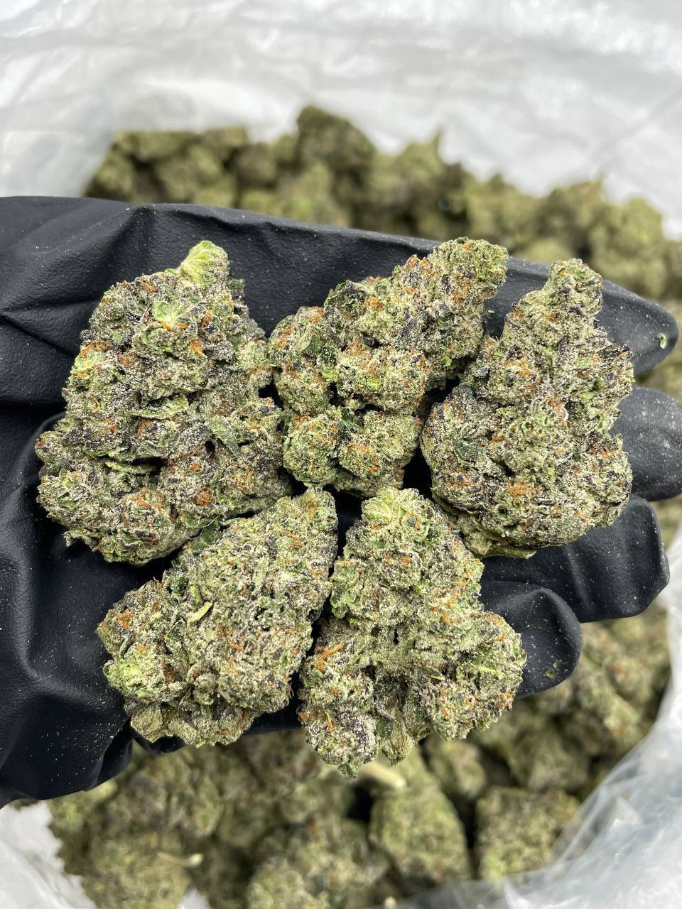 bubblegum berries strain